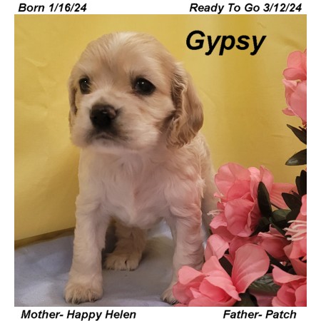 puppy, for, sale, Cocker Spaniel, Joe & Cherri  Overlease, dog, breeder, Miller, MO, dog-breeder, puppy-for-sale, forsale, nearby, find, puppyfind, locator, puppylocator, aca